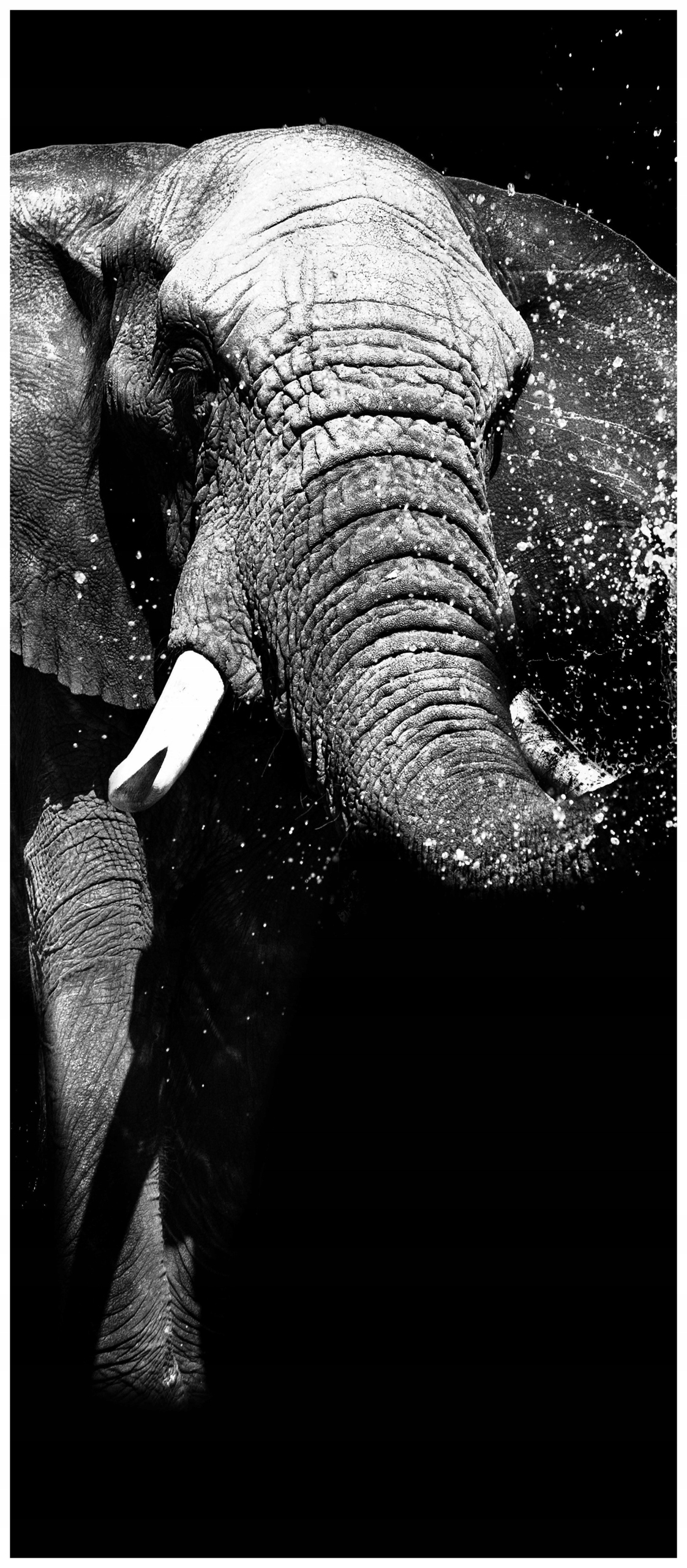 Samolepicí Samolepicí Fototapeta Slon africký savana příroda 91x211