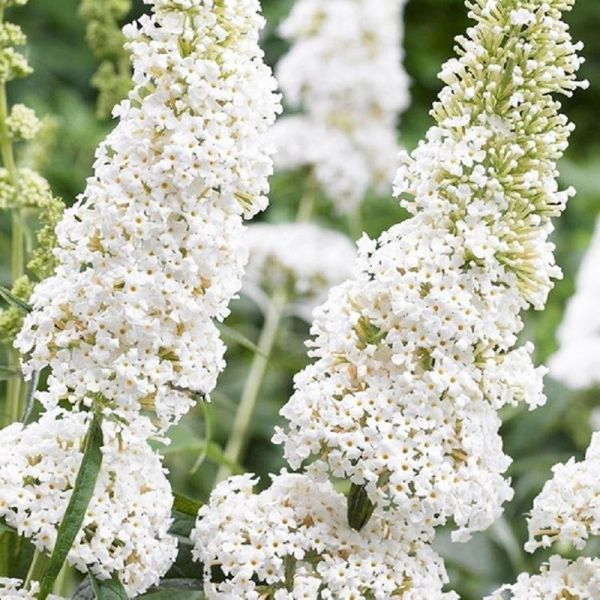 Budleja Davida Biała szczepiona Rodzaj rośliny Inny