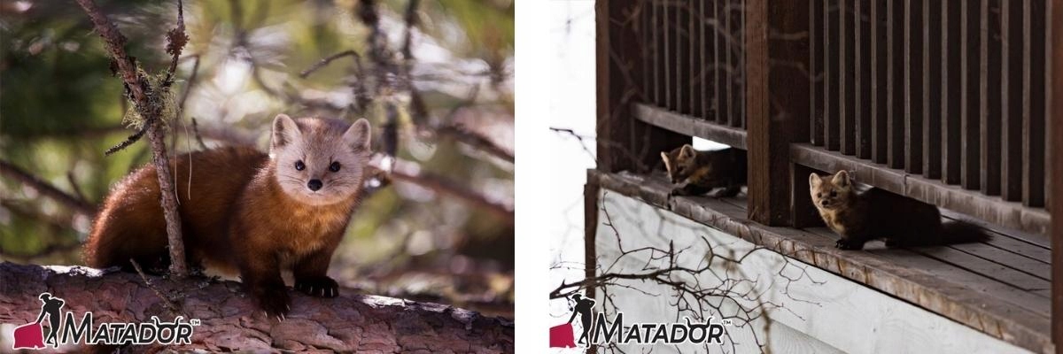 ZESTAW PASTUCH ELEKTRYCZNY KUNY kunę na strychu dachu KOMPLET 4 RYNNY EAN (GTIN) 5902288239729