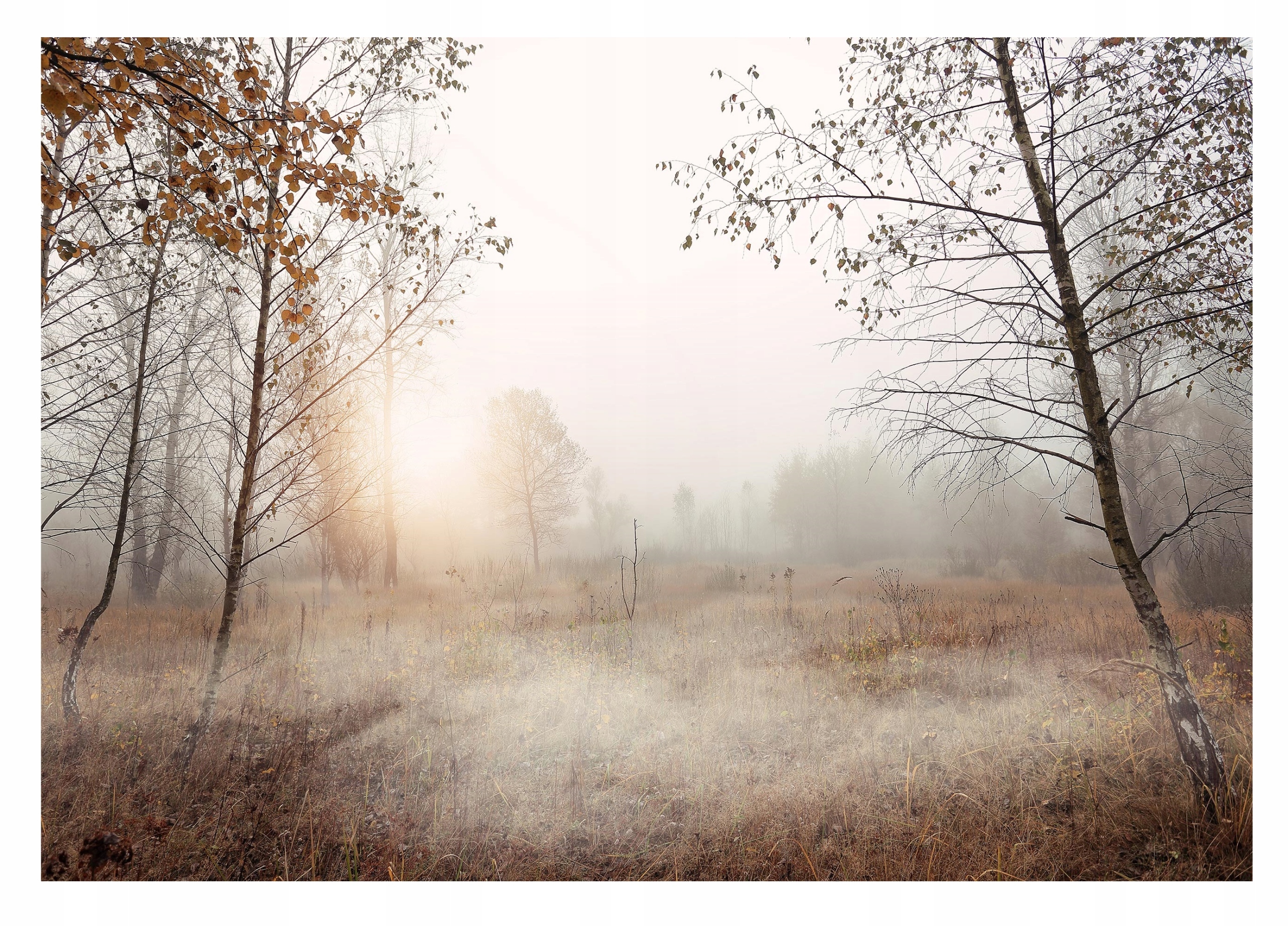 Fototapeta Stromy Pole Les v mlze Příroda 254x184