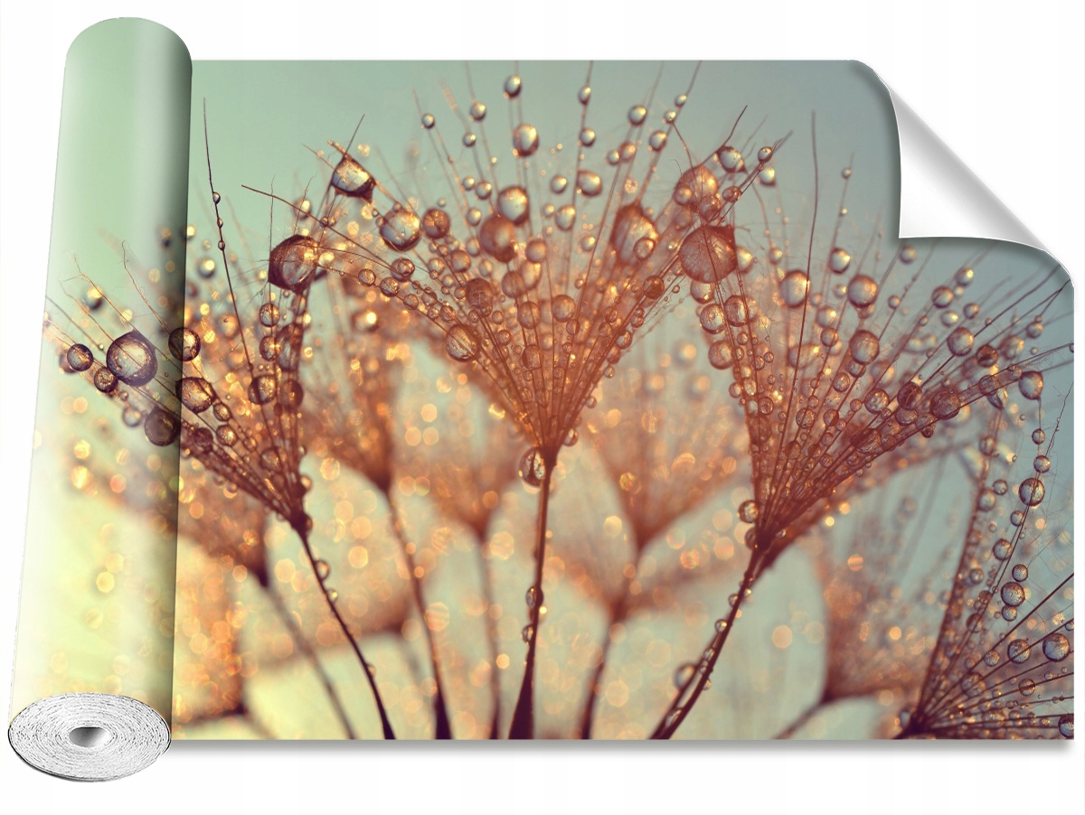 

Tapeta Samoprzylepna Dmuchawiec Rosa 152x104