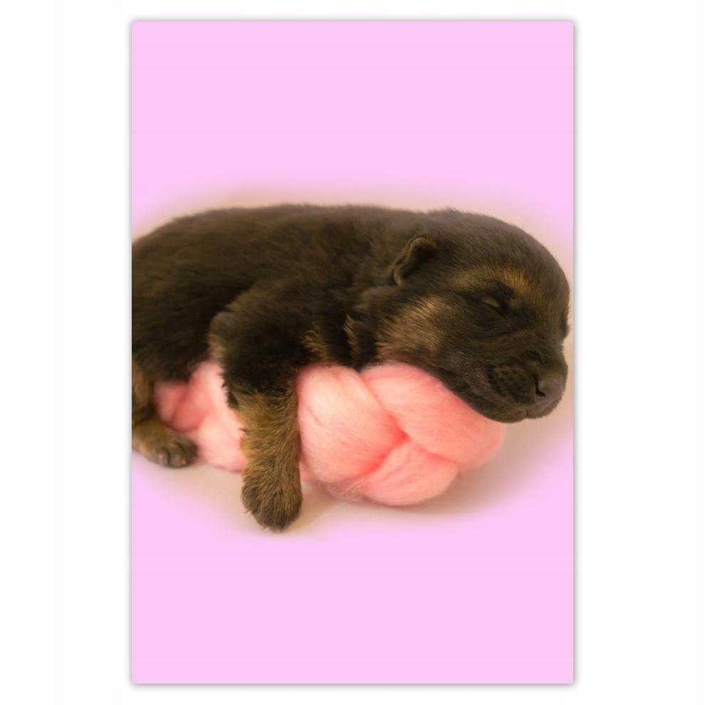 

Plakat 62x93 Szczeniaczek