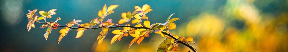 JESIENNE POSZEWKI NA PODUSZKĘ KOMPLET ZESTAW 45x45 CM 2 SZT JESIEŃ DYNIE Długość (cm) 45 cm