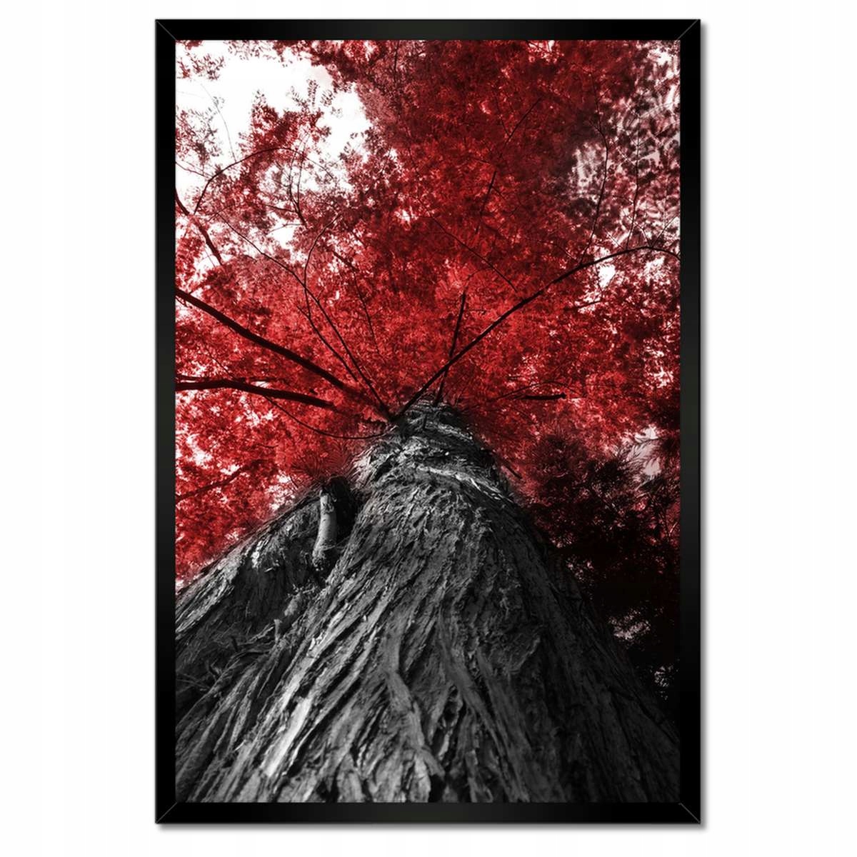 Plakáty v rámu 40x60 Sekvoja Vysoký strom