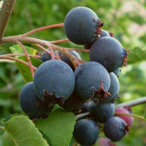 ŚWIDOŚLIWA SMOKY Słodkie WITAMINY owoce SADZONKI w doniczce MOC WITAMIN