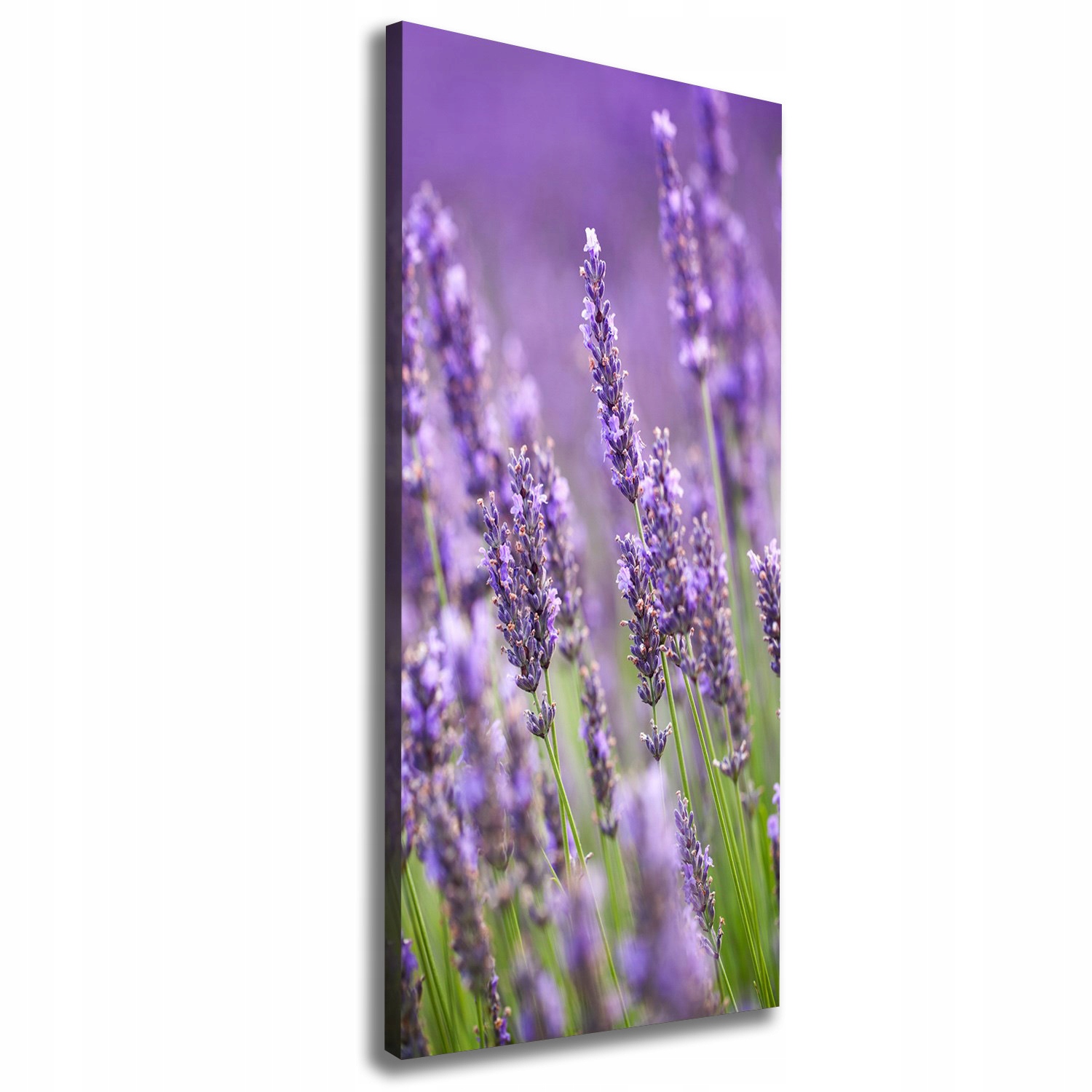 

Foto obraz canvas do salonu Pole lawendy 50x125