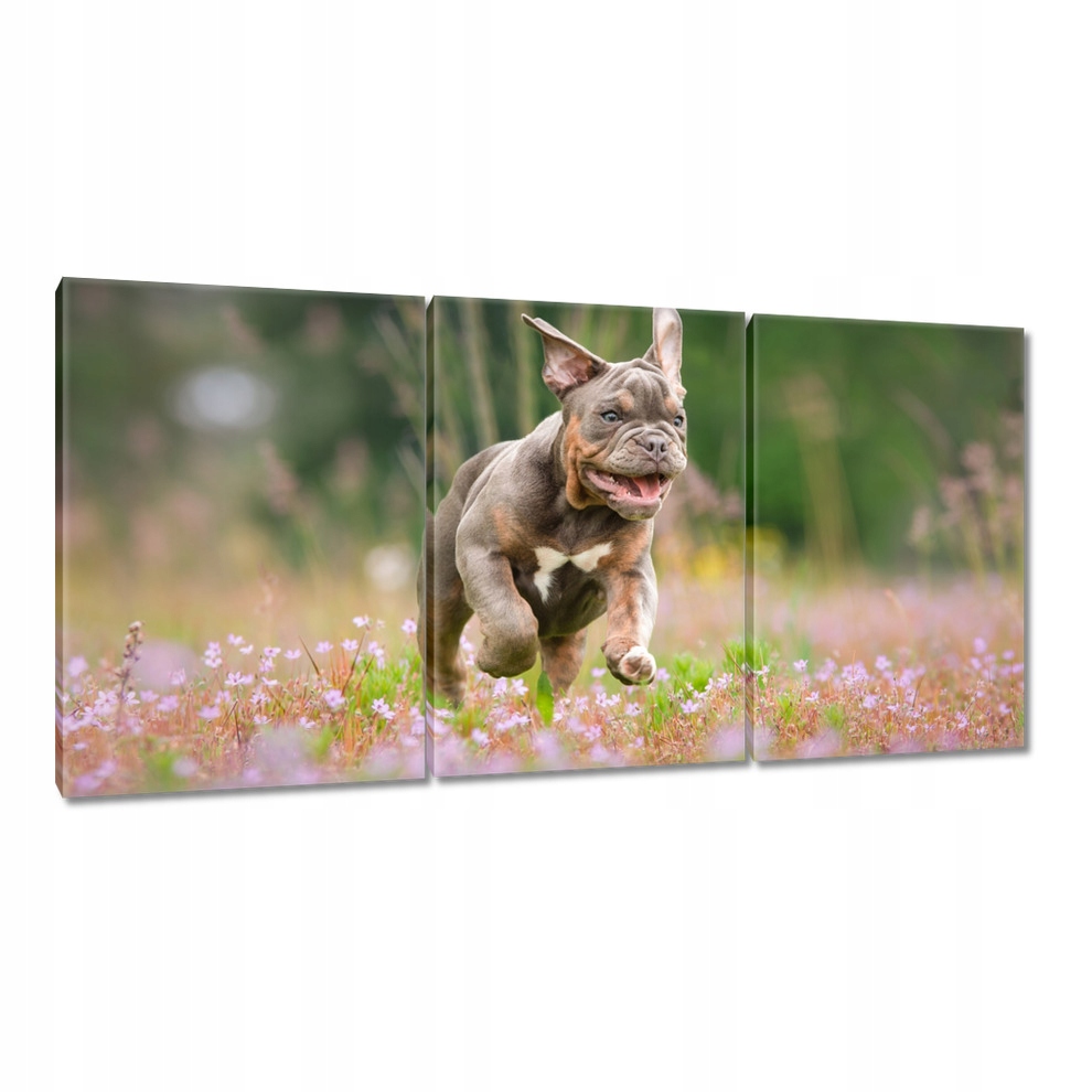 

Obrazy 120x60 Pies Piesek Psiaki