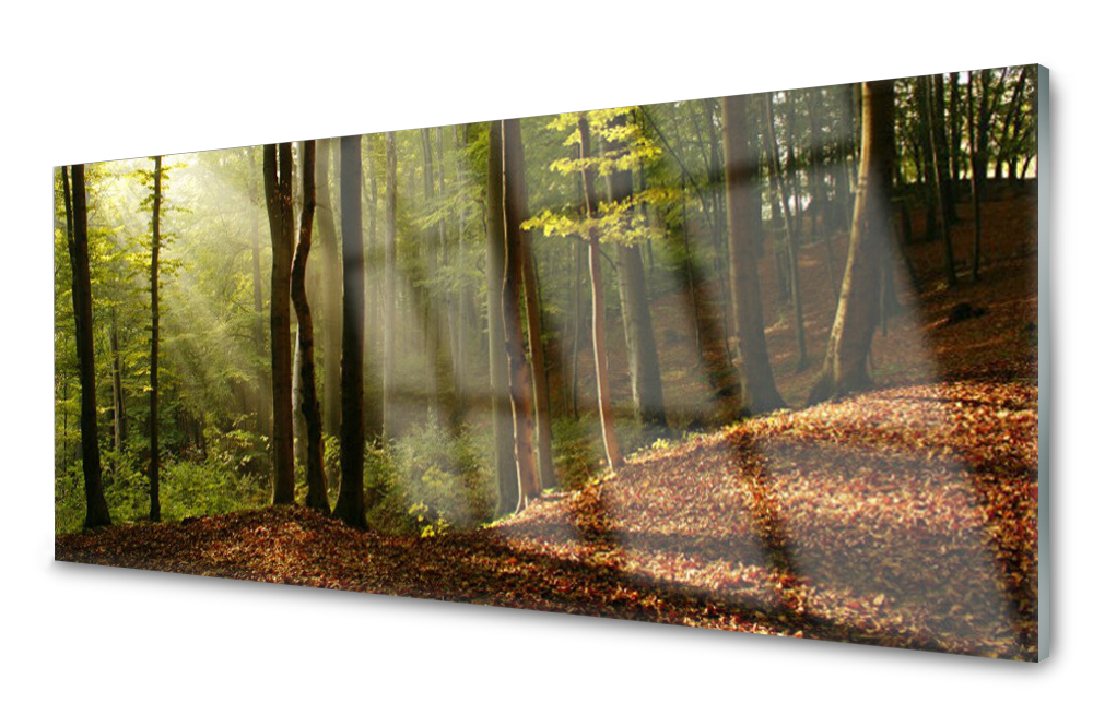 

Panel szklany do kuchni Las Drzewa Przyroda 125x50