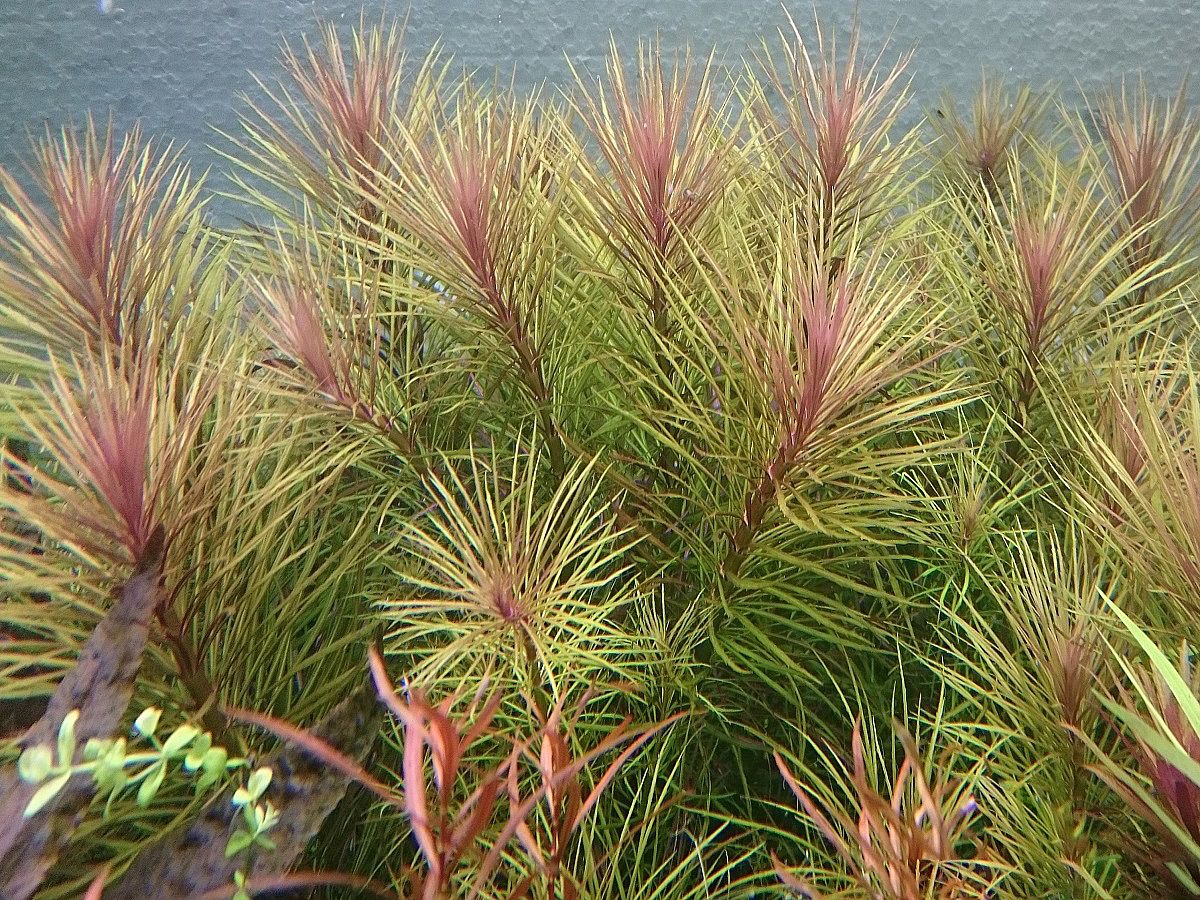 EUSTERALIS STELLATA - разведение подводная