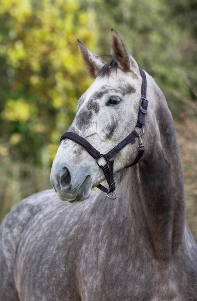 Uzda Pro Koně Full Royal Černý/fuchsiový Covalliero