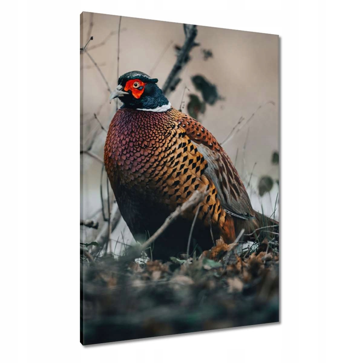 Obrazy 70x100 Bažant v přírodě Ptáci