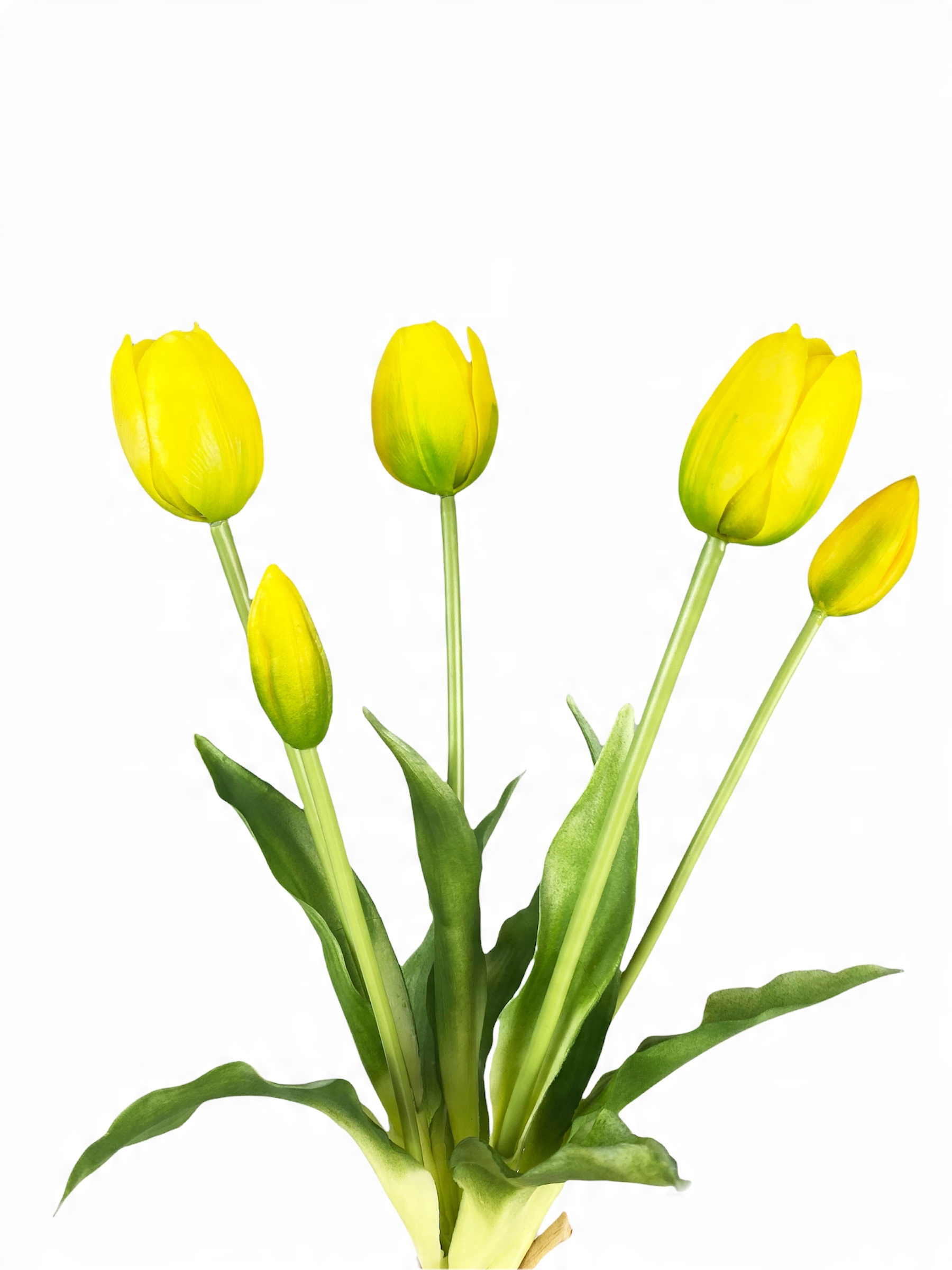 

Tulipany Tulipan Bukiet Biały 5 Szt Gumowane Żółte