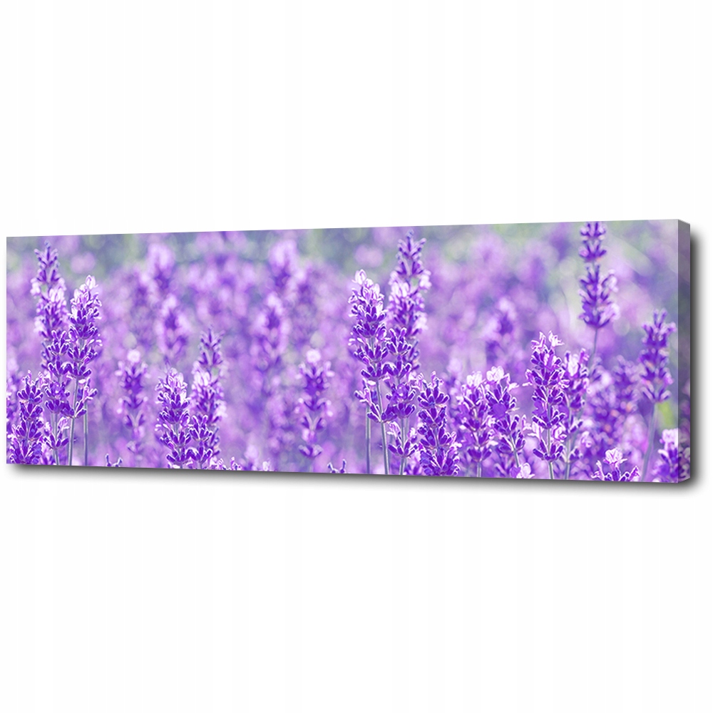 

Obraz na płótnie decor Lawenda Fioletowy 145x45