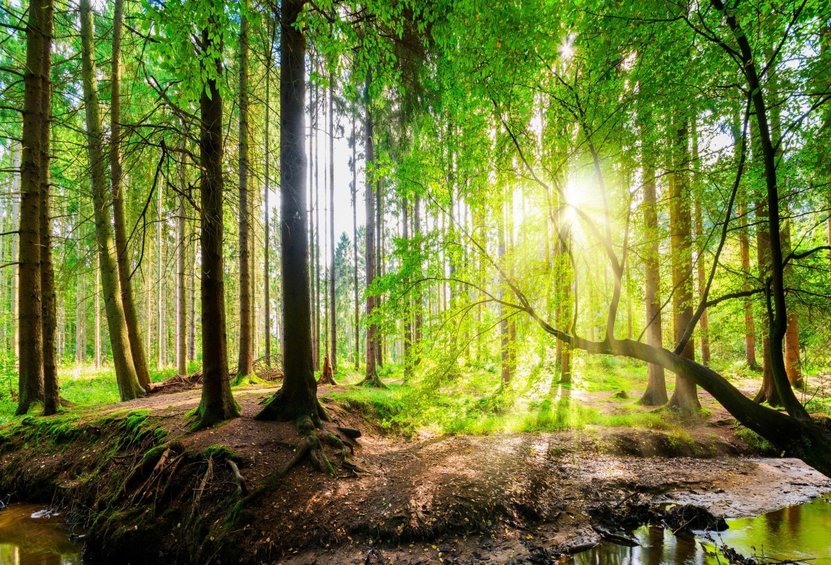 

Fototapeta Flizelinowa Las słońce - 104x70