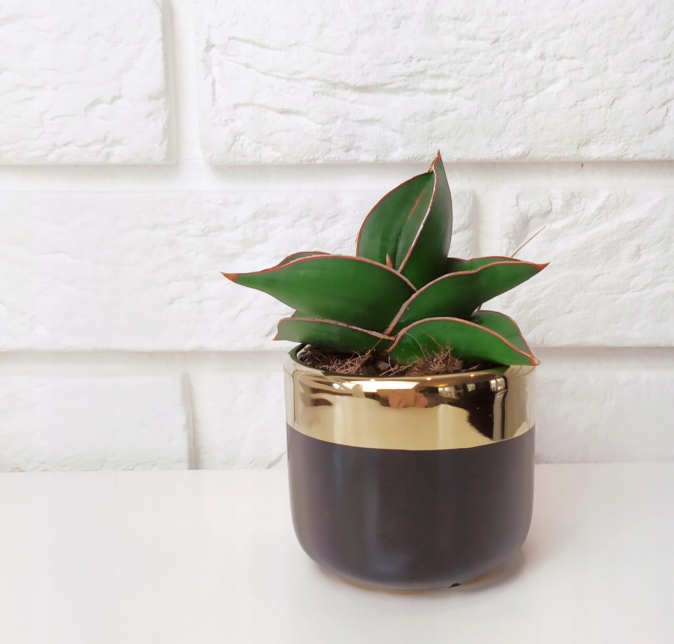 Osłonka czarno - złota XXS glamour elegancka Kształt okrągły