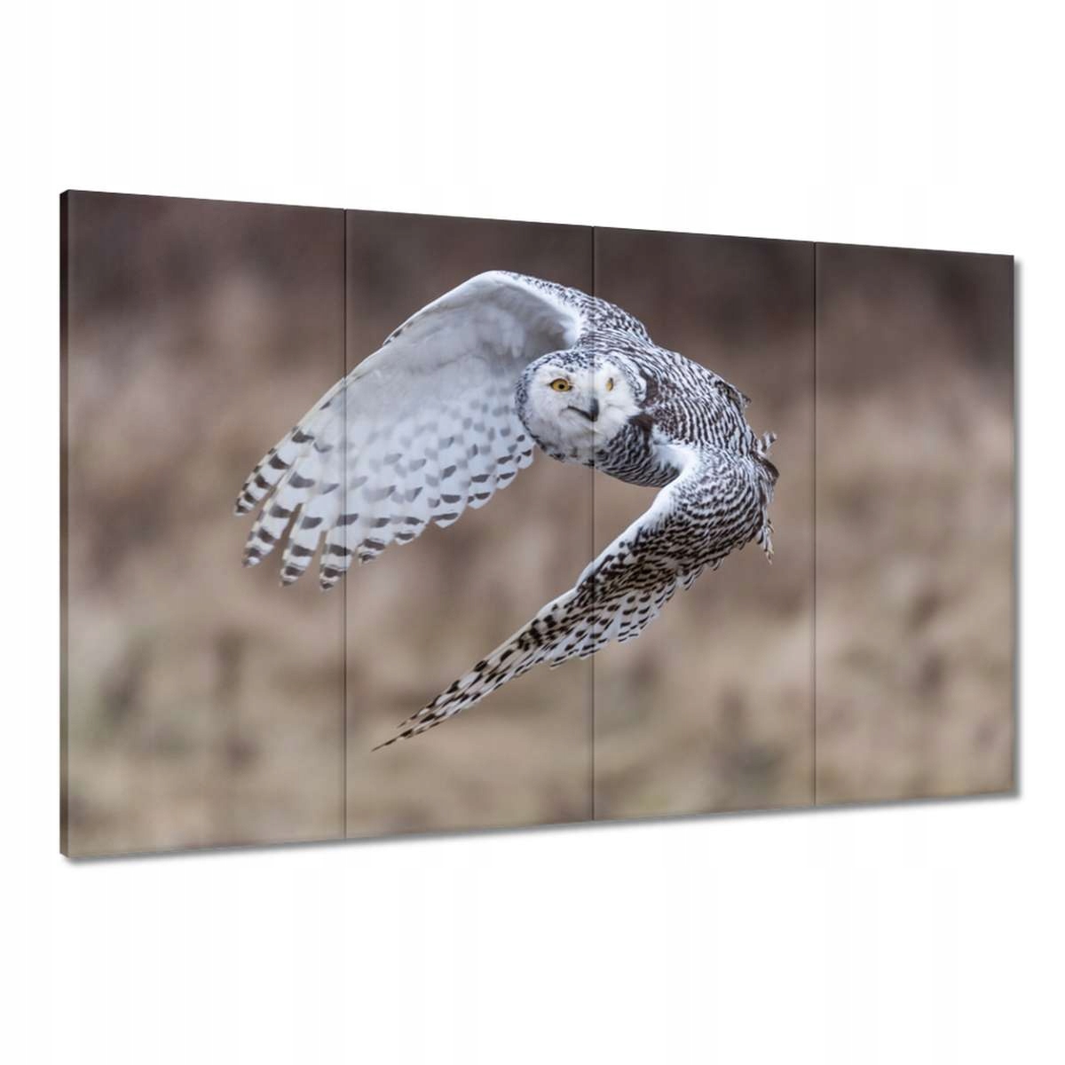 Obrazy 120x80 Ptáci