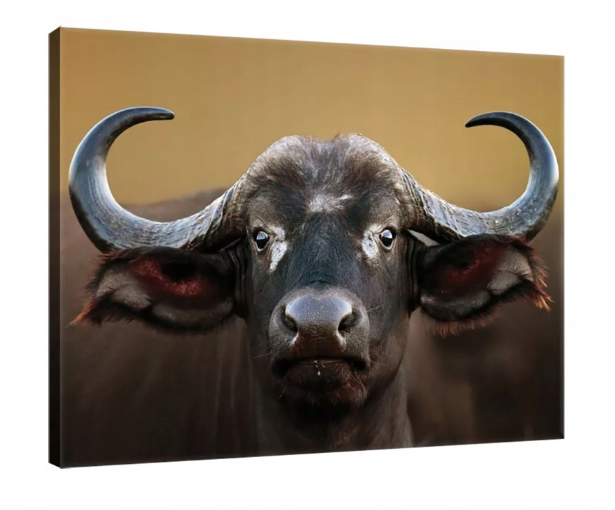 Obraz 80x60 Buvol africký divoká příroda safari síla rohy zvíře