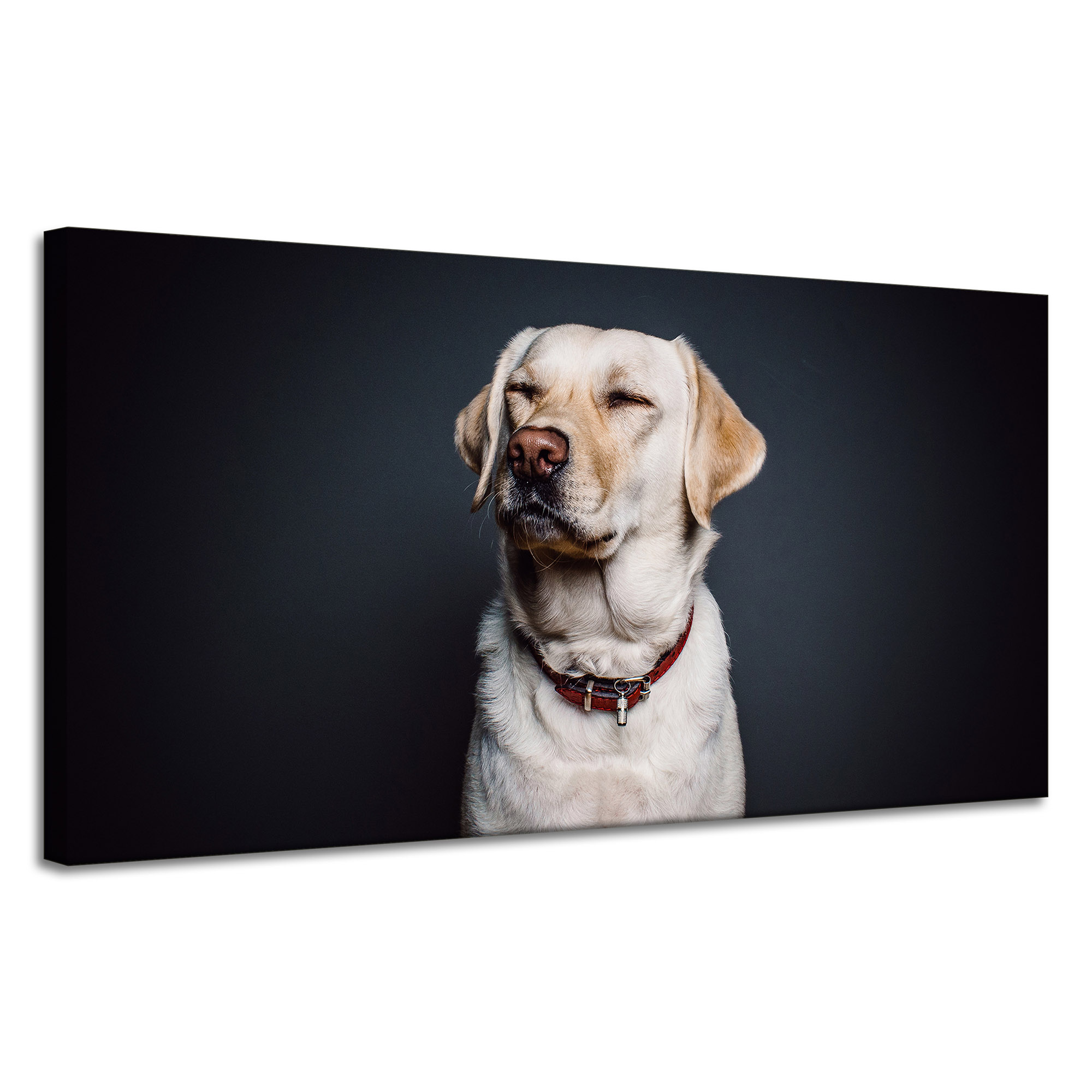 Obraz Canvas Zvířata Labrador Pes 120x60 cm