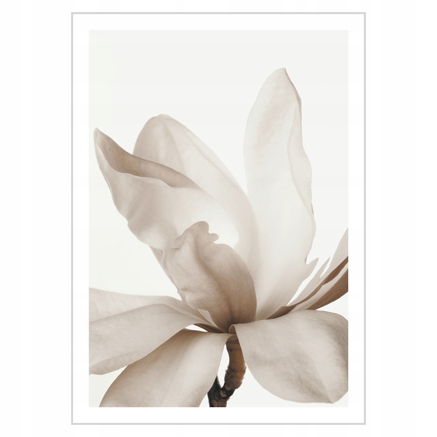 

Plakat 50x70 Delikatna Magnolia
