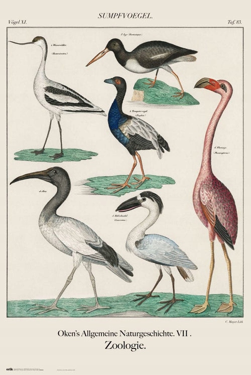 

Vintage Birds retro plakat