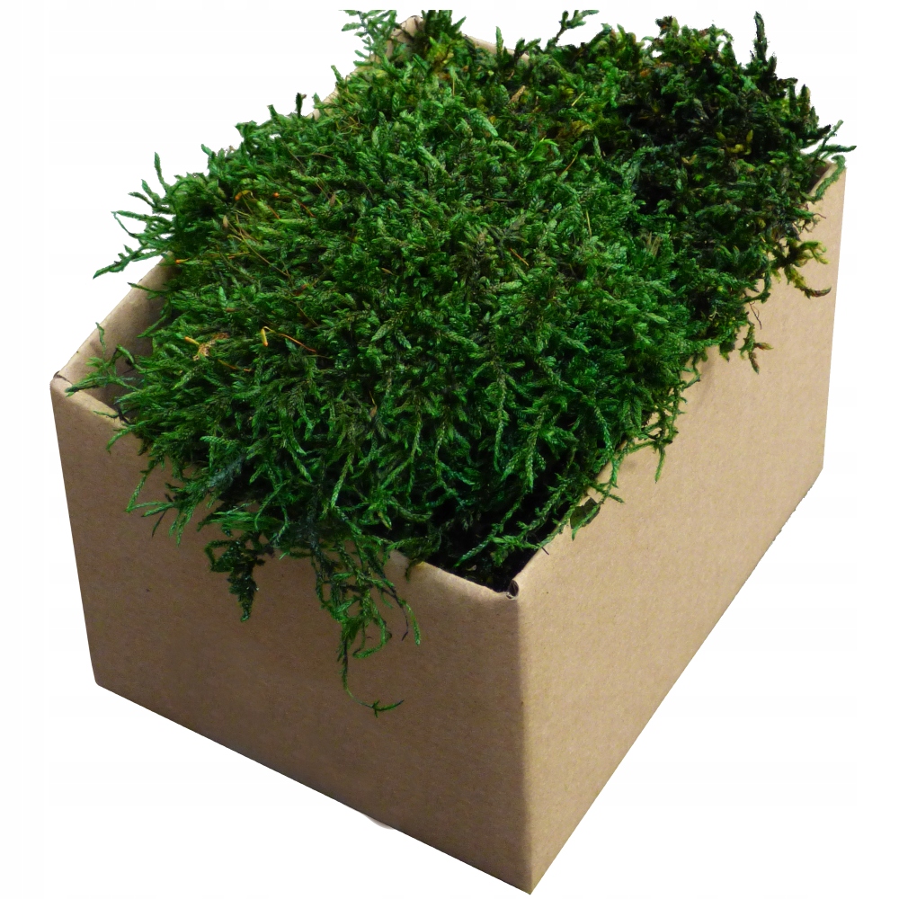 Mech Płaski PREMIUM Natural Green Karton 75g Rodzaj mech chrobotek