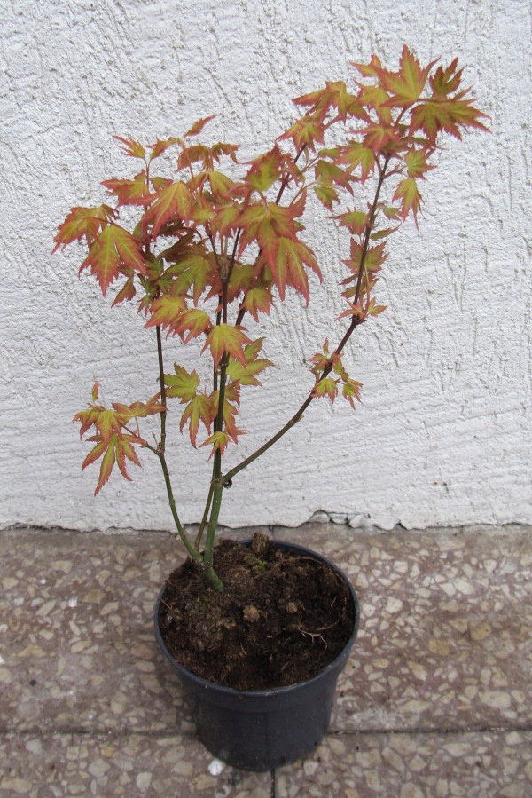 KLON PALMOWY ORANGE DREAM - sadzonki w doniczkach Nazwa łacińska acer palmatum