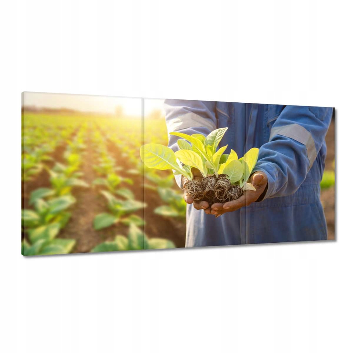 Obrazy 180x90 Sadenice rastlín na poli