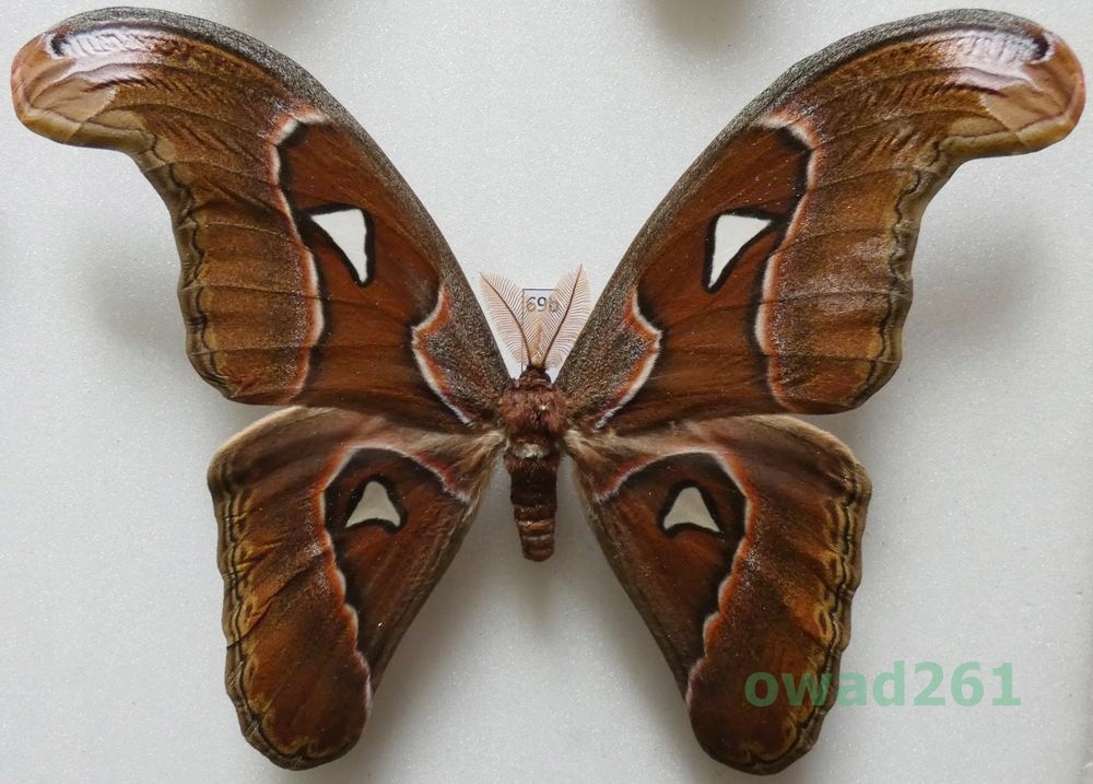 Attacus lorquinii C. & R. Felder, 1861 samiec ex. pupa Filipiny 176mm69b