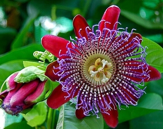Маракуйя гигантская (Passiflora Quadrangularis) 5 семян