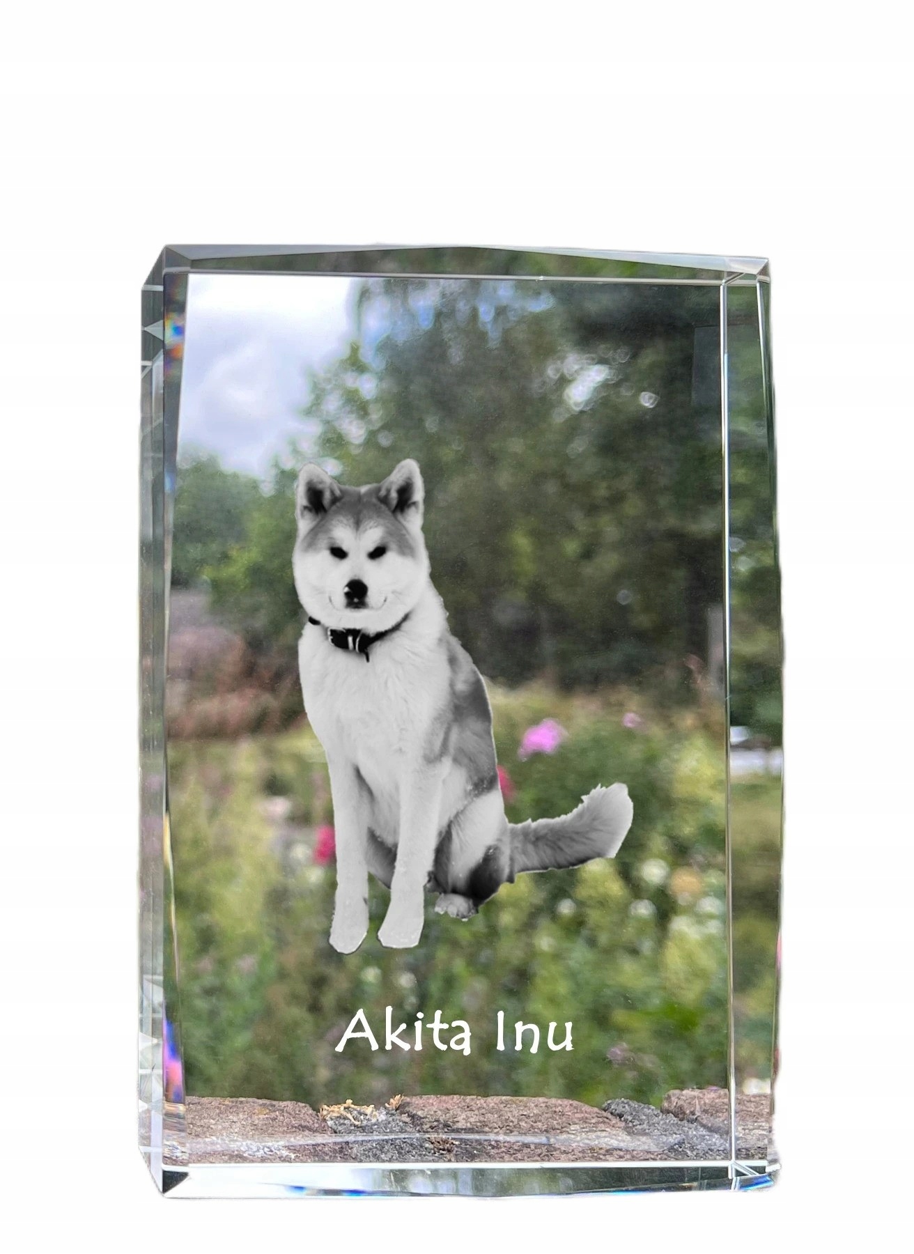 Akita fotografia psa v kryštáli, suvenír, trofej, poďakovanie, soška