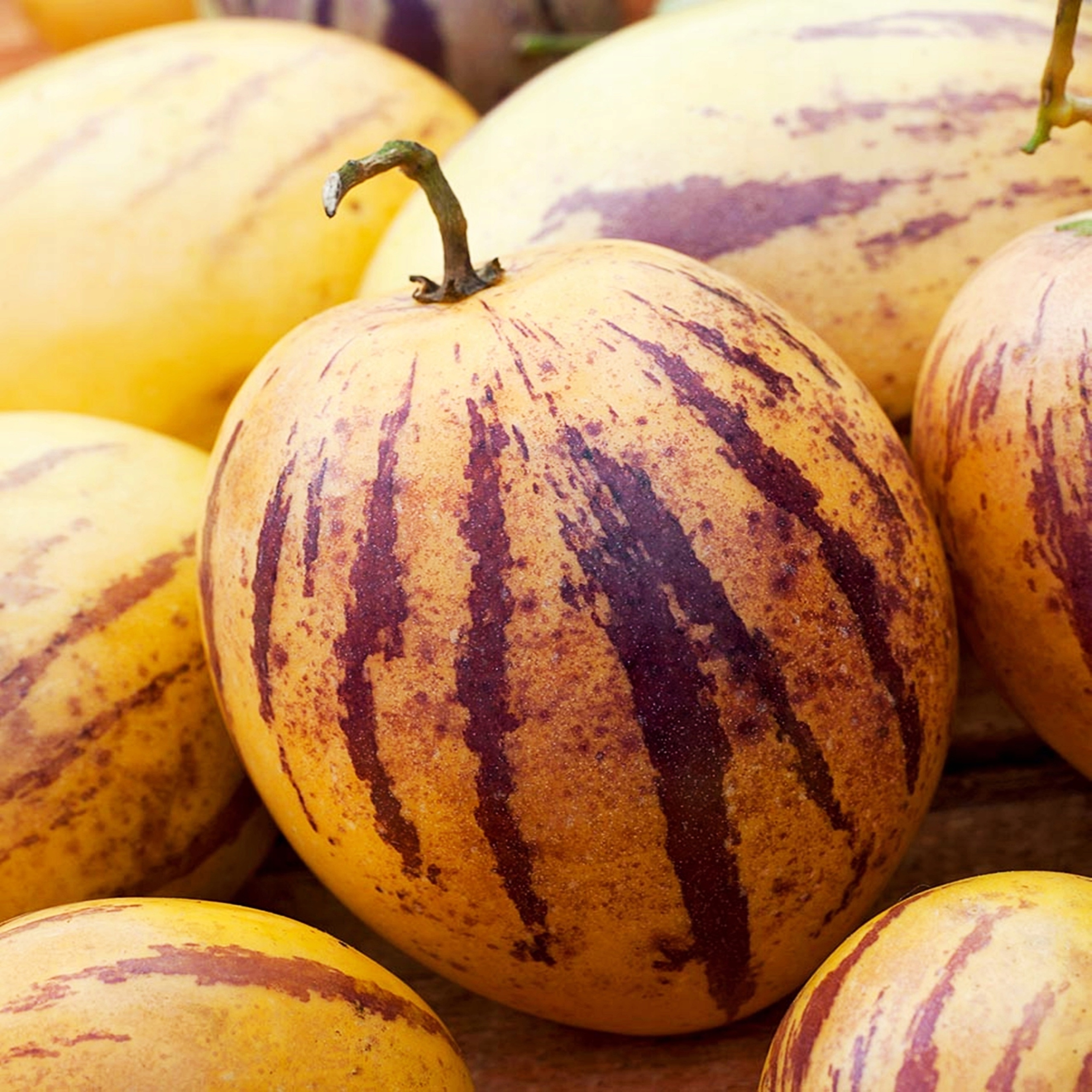 груша дыня пепино. пепино дынная груша семена. пепино дынная груша. дынная груша семена. пепино дынная груша.