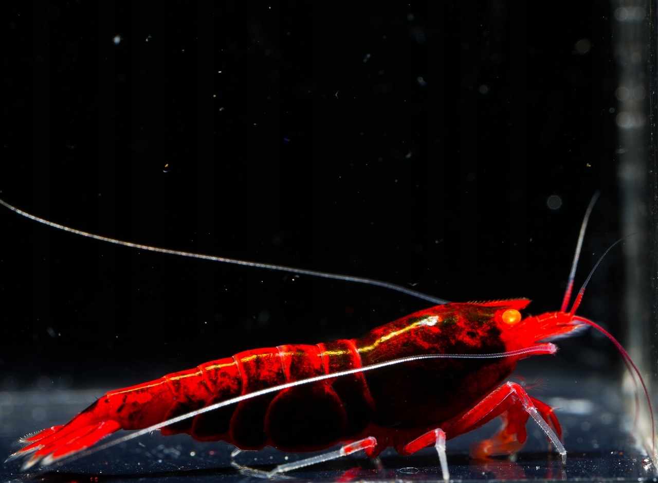Krewetki Red Devil OE