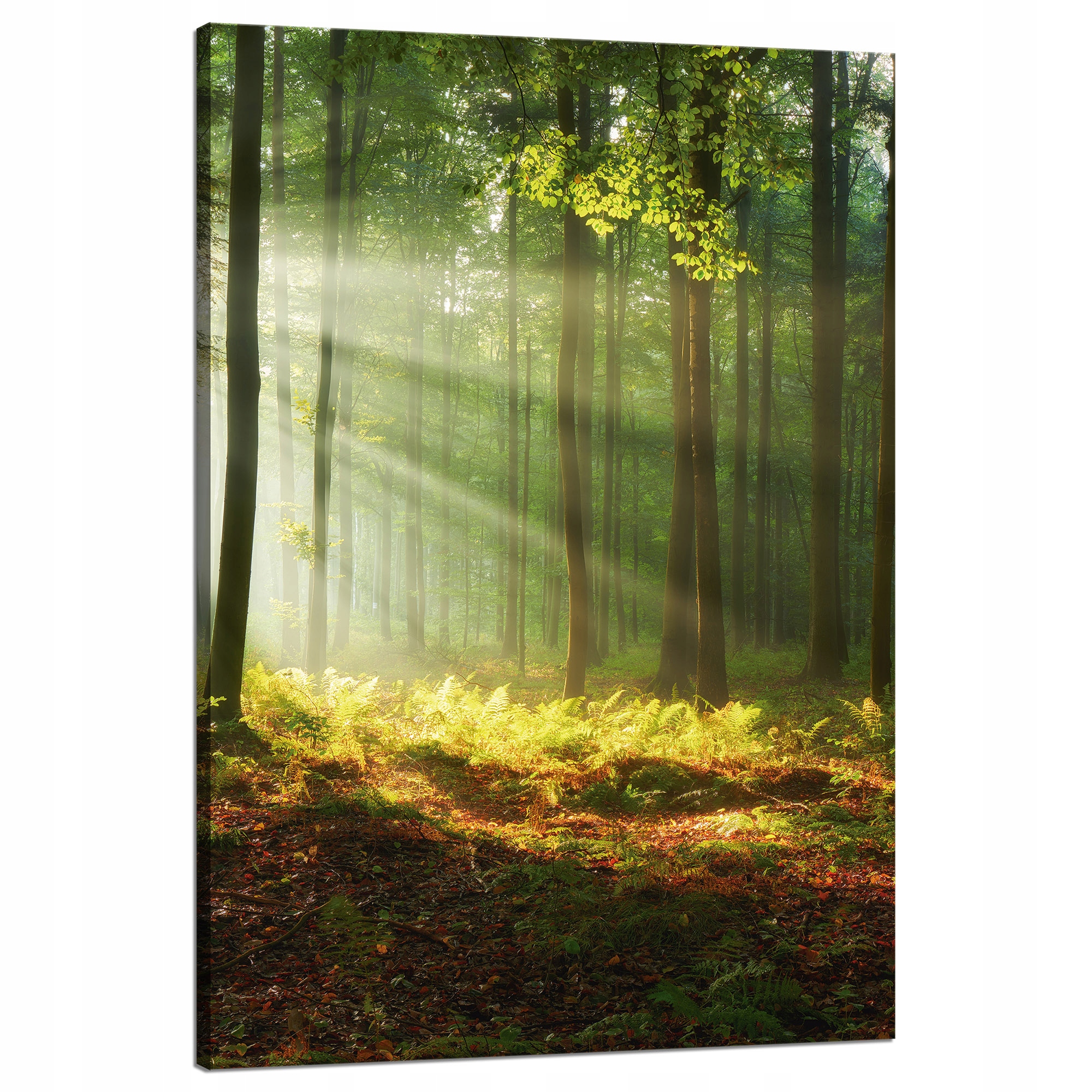 Obraz na plátně Světlo v lese Příroda Stromy 80x120 cm Ideální jako dárek
