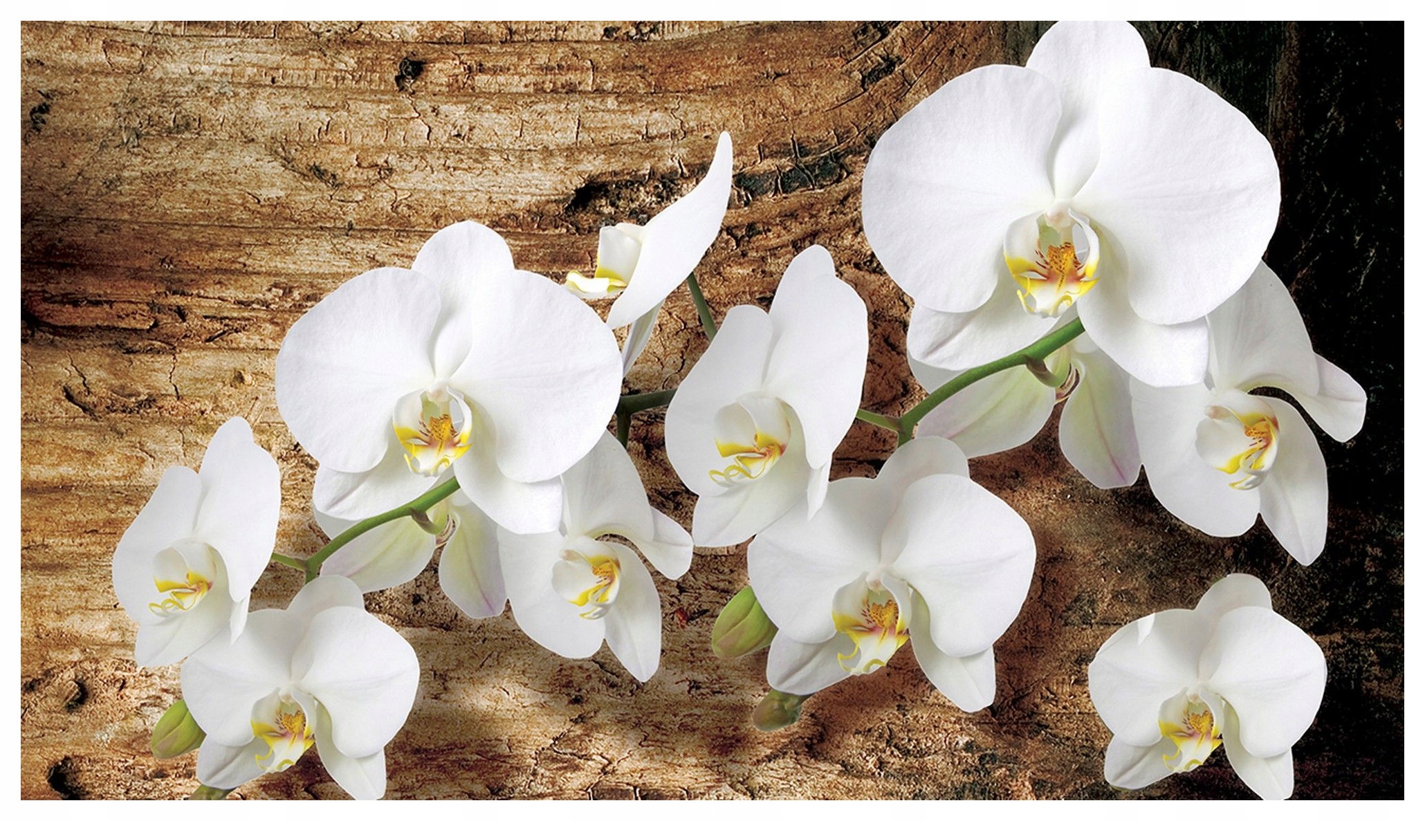 Fototapeta Biele orchidey na kôre Phalaenopsis vinylová 312x219 lepidlo
