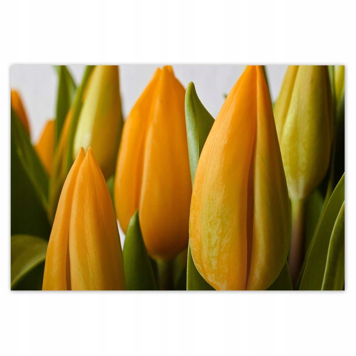 Plakáty 200x135 Žluté tulipány