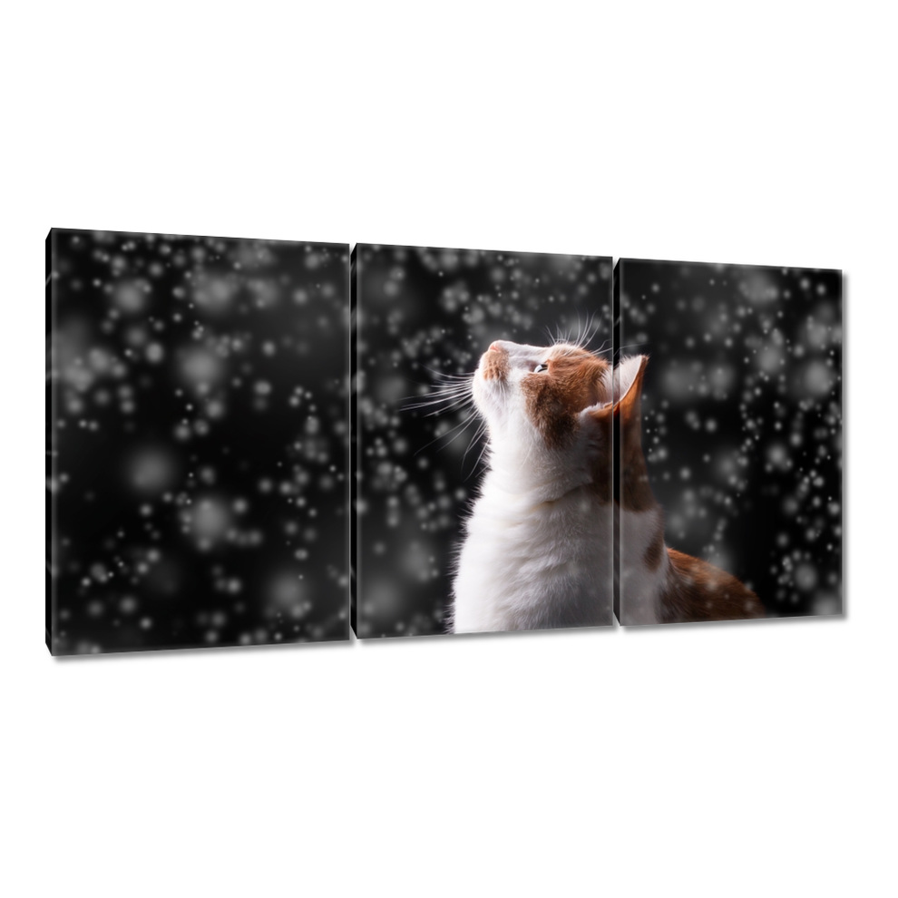 

Obrazy 120x60 Kot Kotki Koty Kicia