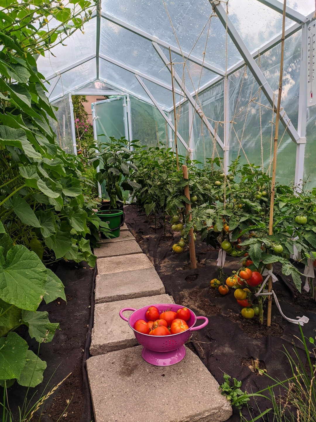 Tunel foliowy ogrodowy 2x4 200x400 8 m2 POLSKI PRODUCENT PTF + 5 X NASIONA Producent inna