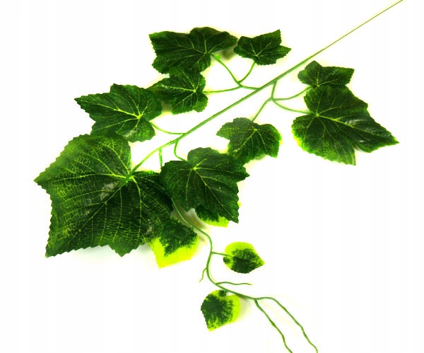 

Liść Winogrono Gałązka Dk.green Liście