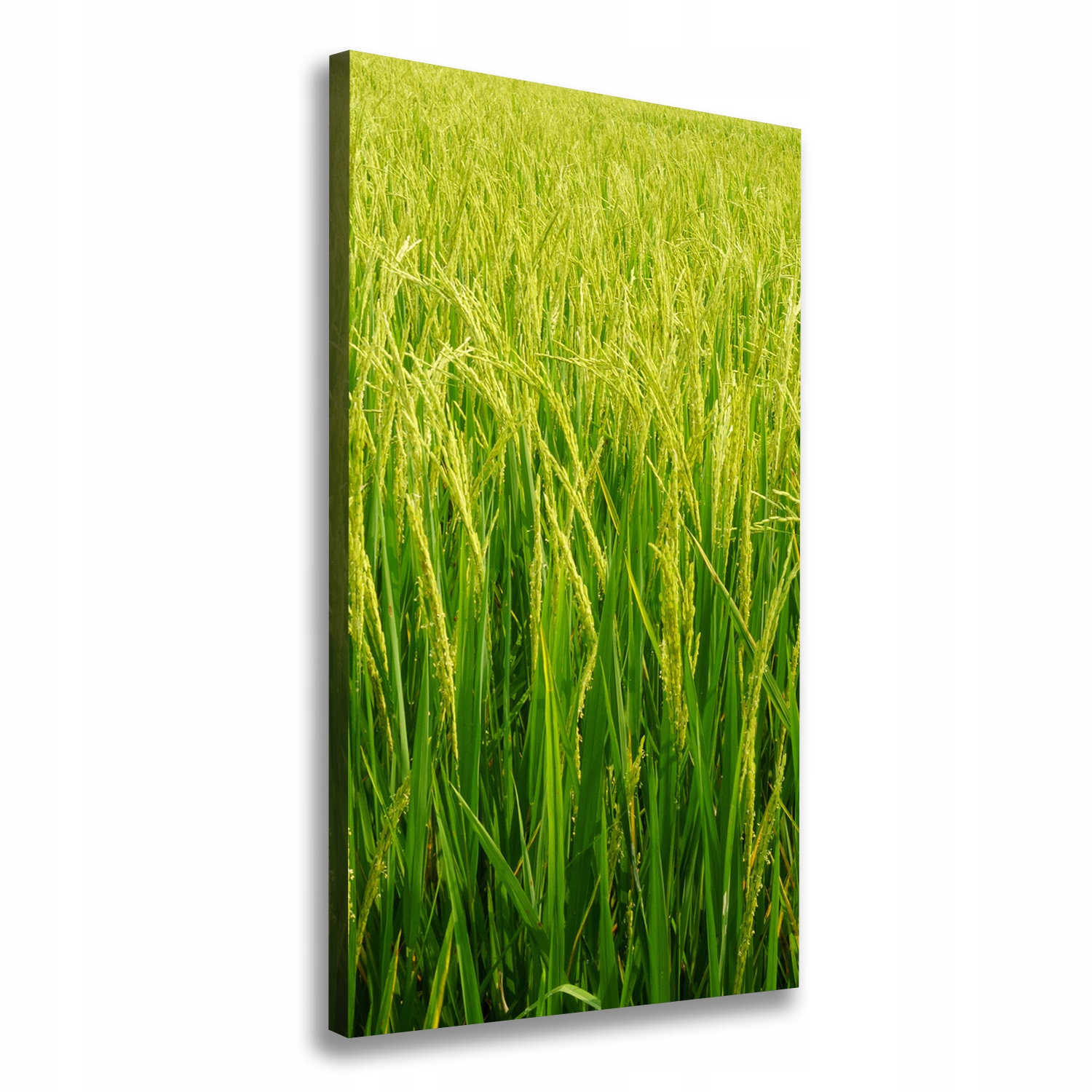 

Foto-obraz canvas do salonu Plantacja ryżu 60x120
