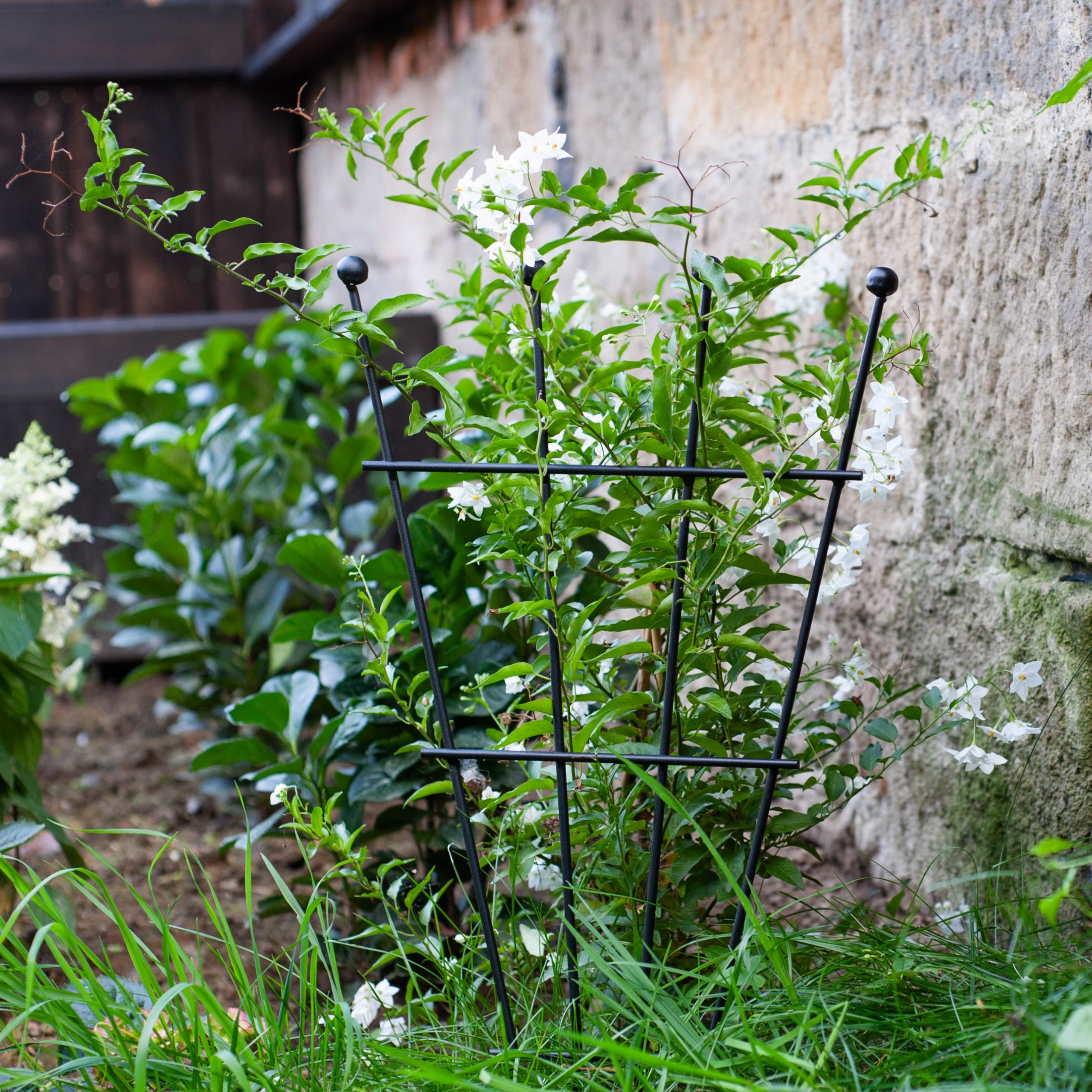PERGOLA OGRODOWA METALOWA PODPORA DO ROŚLIN KWIATÓW PNĄCZY SPAWANA 60 CM Rodzaj drabinka