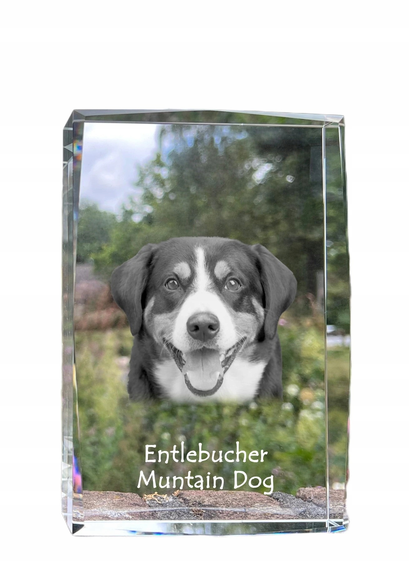 Entlebucher fotografia psa v kryštáli, suvenír, trofej, poďakovanie