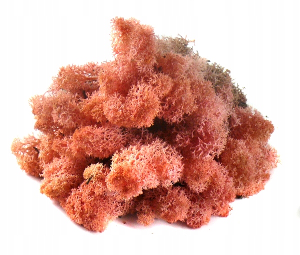 Mech CHROBOTEK RENIFEROWY 50g Pink