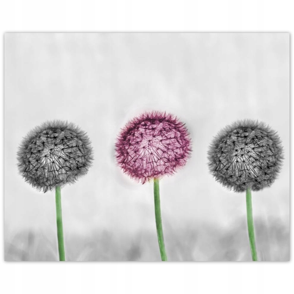 

Plakat 50x40 Dmuchawce Dmuchańce