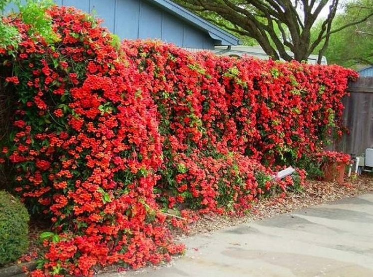 NASIONA ŻYWE ZASŁONY MILIN CZERWONY.