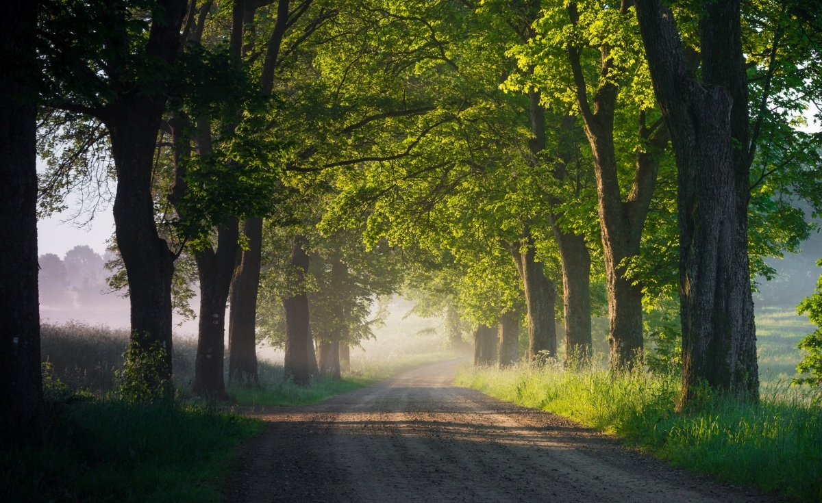 

Fototapeta Flizelinowa Aleja drzew 416x254