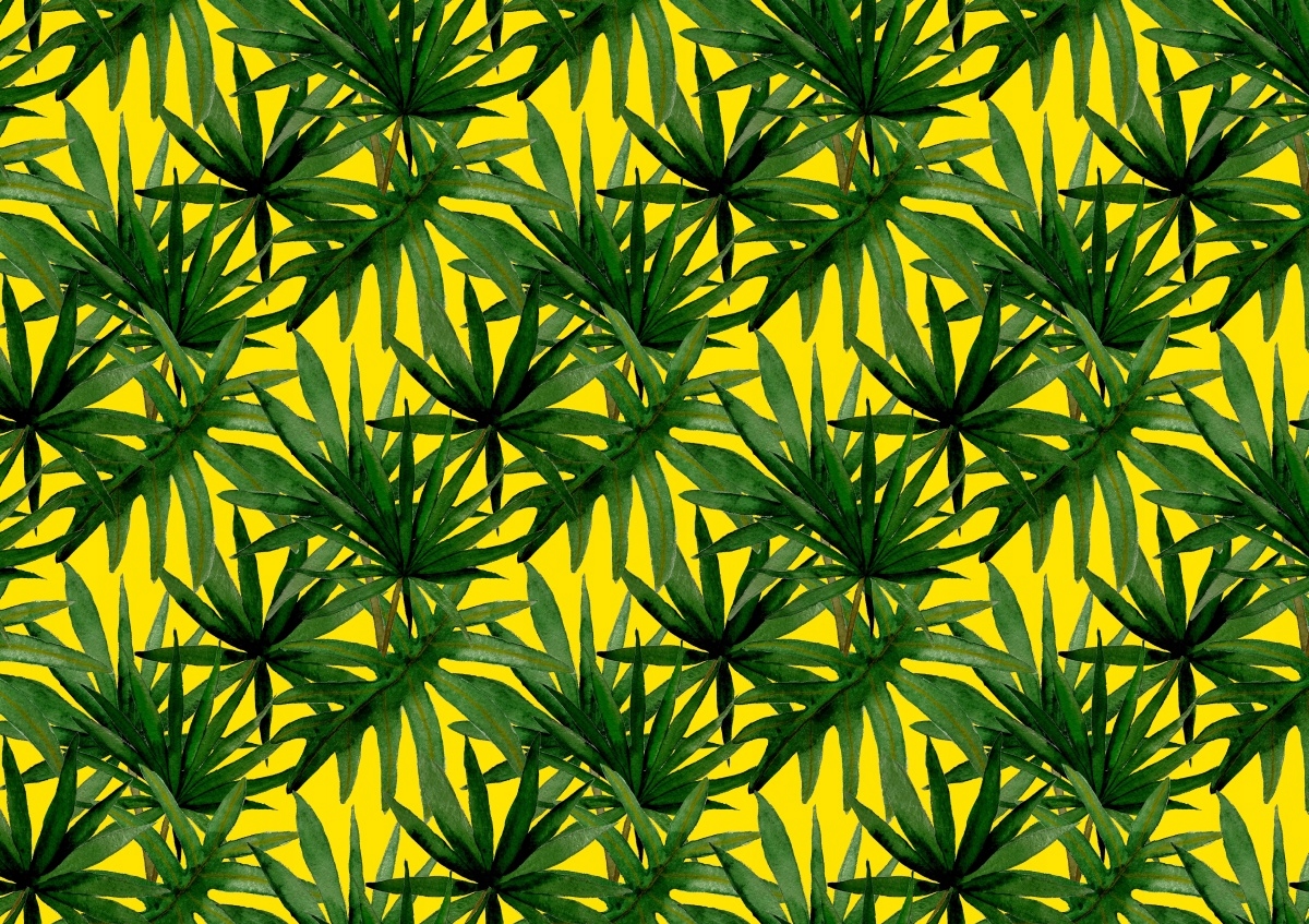 

Tapeta Flizelinowa Tropikalne liście - 312x219