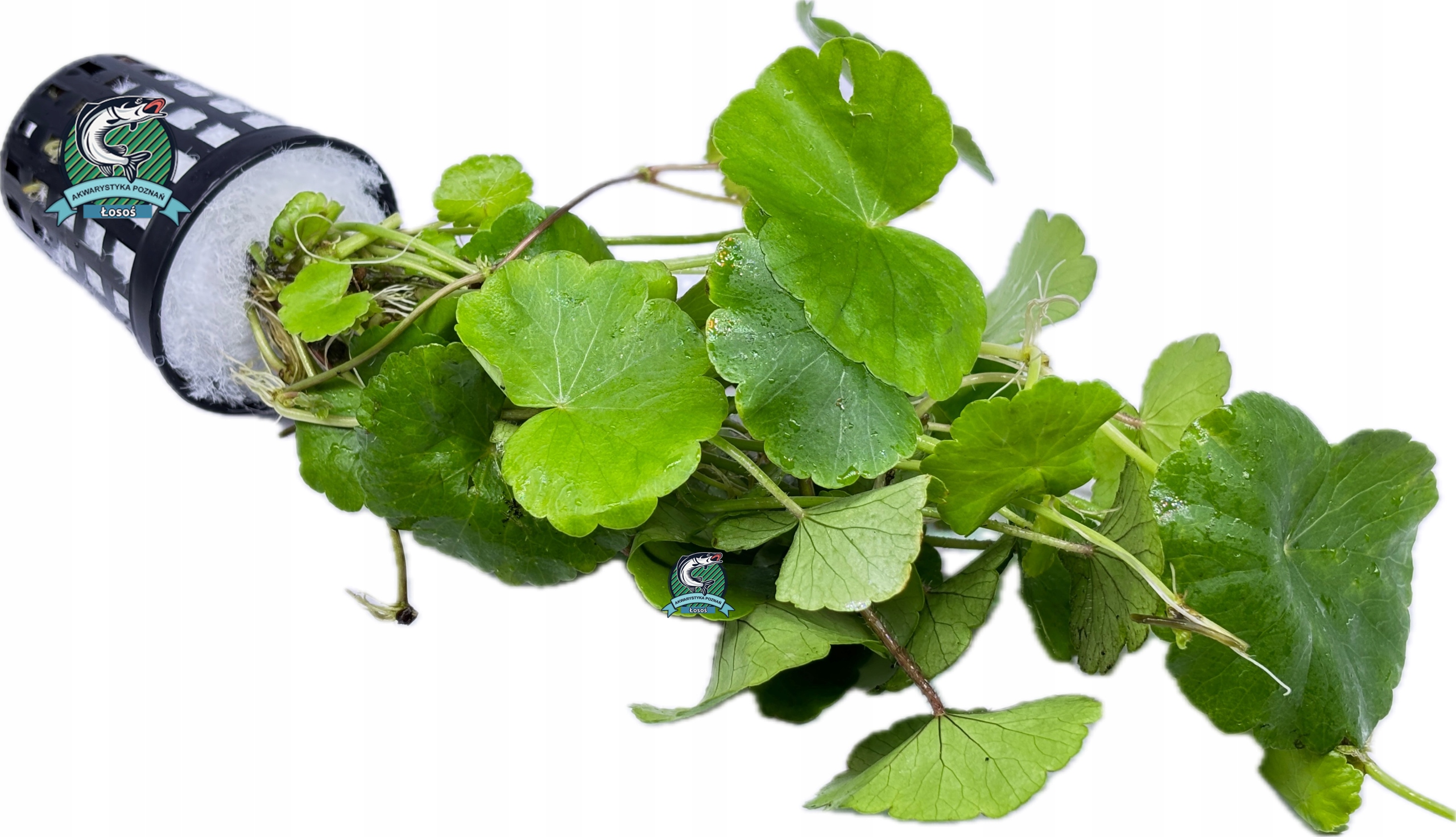 Hydrocotyle leucocephala [koszyk]