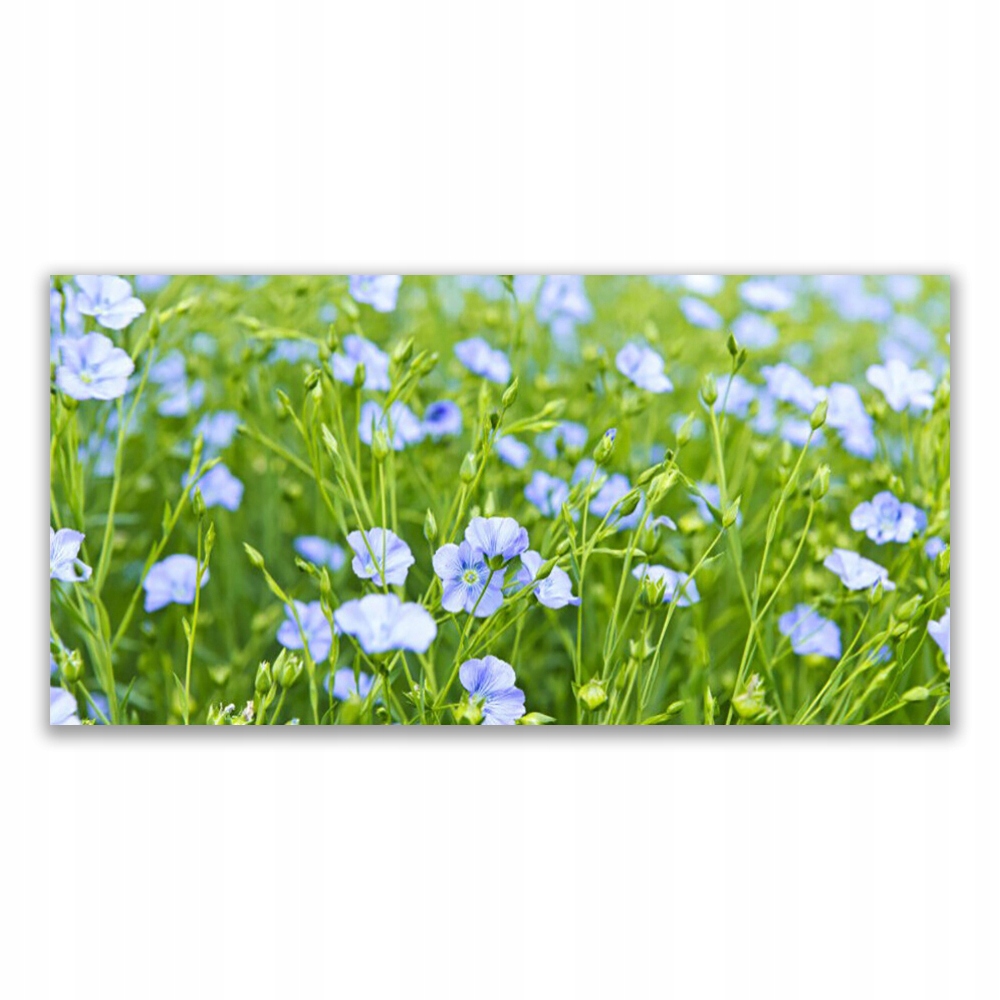 

Fotoobraz akryl 120x60 Kwiaty Trawa Roślina Natura