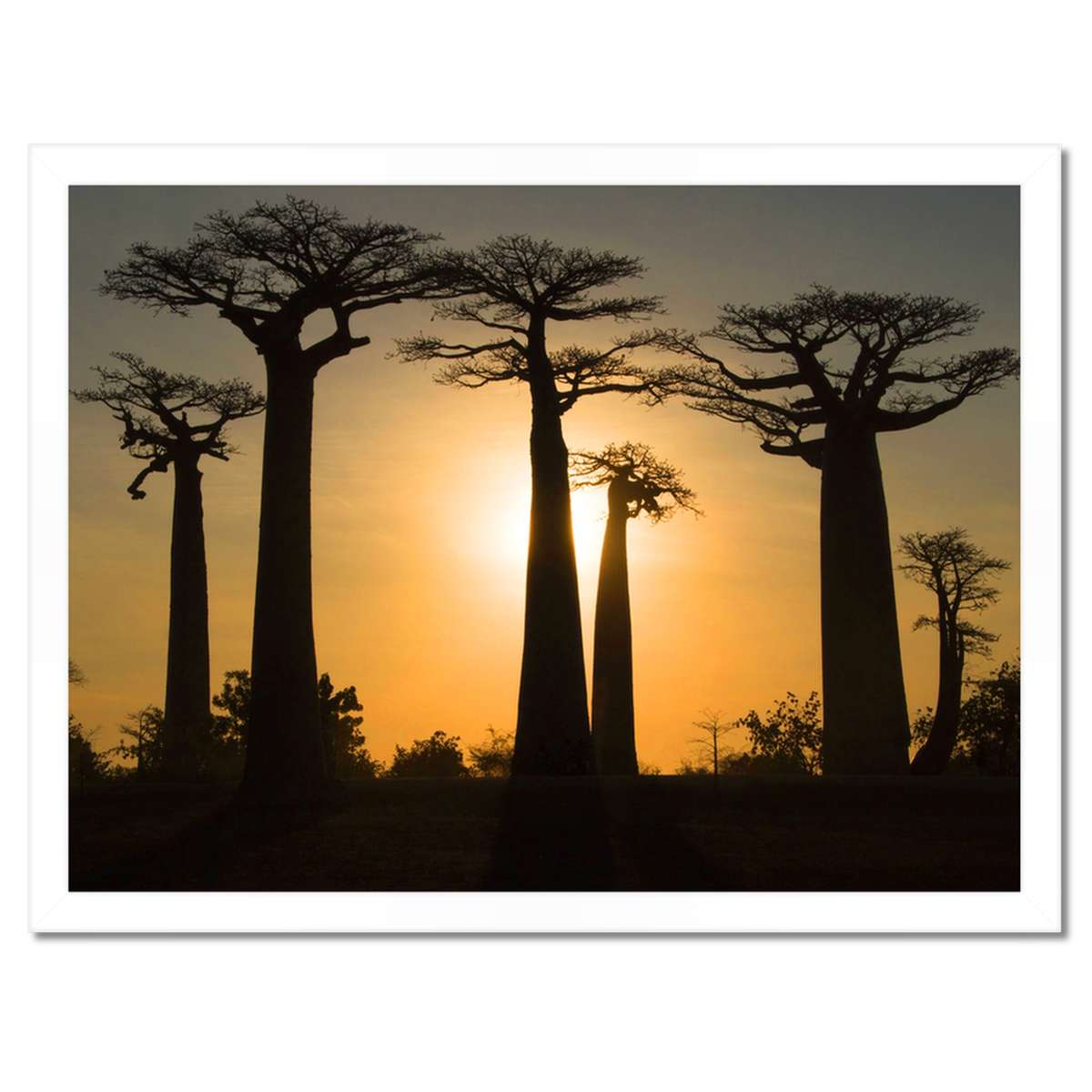 Plakáty v rámu 40x30 Baobaby z Madagaskaru