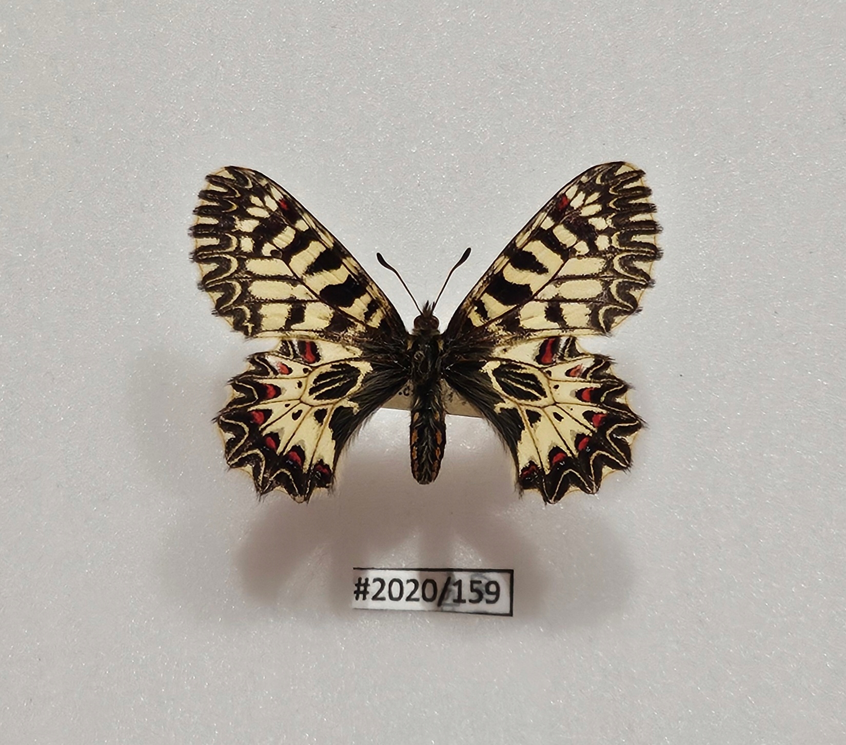 Motyl Zerynthia polyxena samica 47mm.